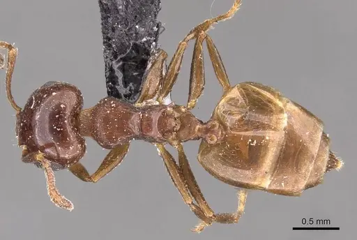 Crematogaster menilekii specimen CASENT0908538 image casent0908538_1