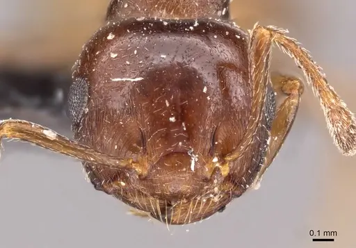 Crematogaster menilekii specimen CASENT0908538 image casent0908538_2