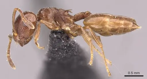 Crematogaster menilekii specimen CASENT0908538 image casent0908538_3