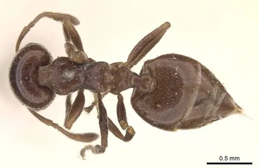 Crematogaster menilekii specimen CASENT0908539 image casent0908539_1