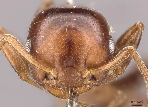 Crematogaster menilekii specimen CASENT0908539 image casent0908539_2