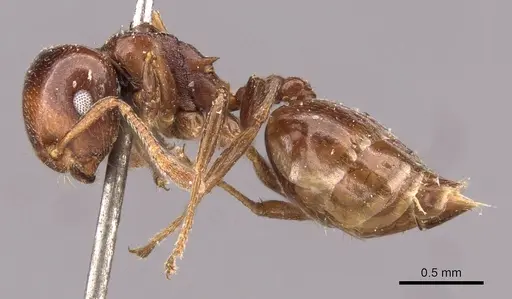 Crematogaster menilekii specimen CASENT0908539 image casent0908539_3