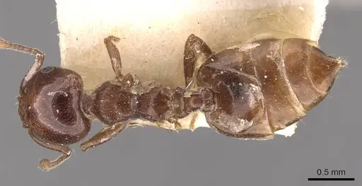 Crematogaster menilekii specimen CASENT0908540 image casent0908540_1