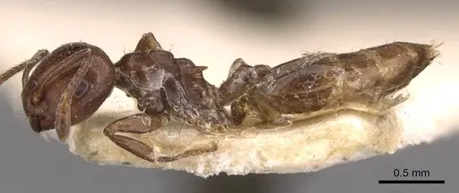 Crematogaster menilekii specimen CASENT0908540 image casent0908540_3