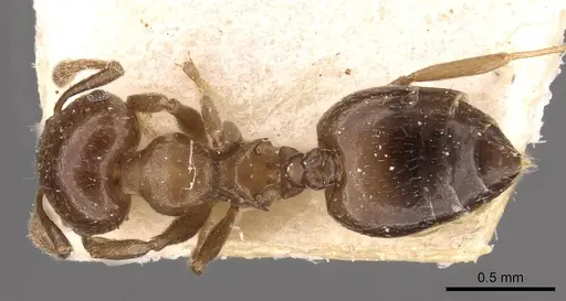 Crematogaster menilekii specimen CASENT0908541 image casent0908541_1