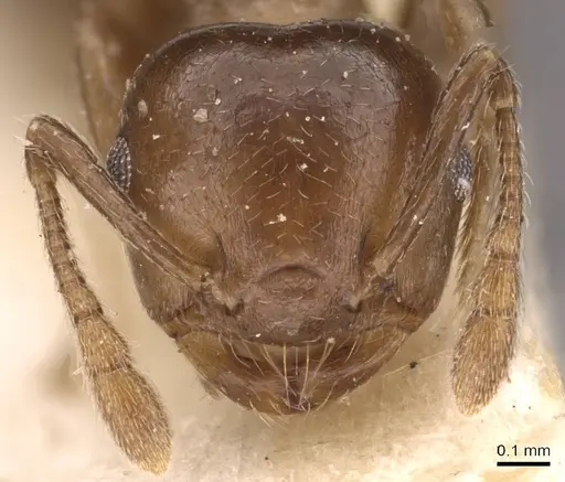 Crematogaster menilekii specimen CASENT0908541 image casent0908541_2