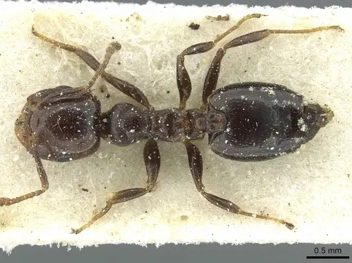 Crematogaster menilekii specimen CASENT0912700 image casent0912700_1