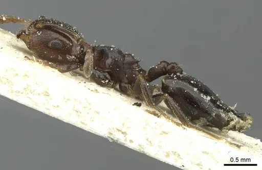 Crematogaster menilekii specimen CASENT0912700 image casent0912700_3