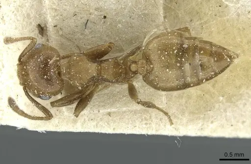 Crematogaster menilekii specimen CASENT0912701 image casent0912701_1