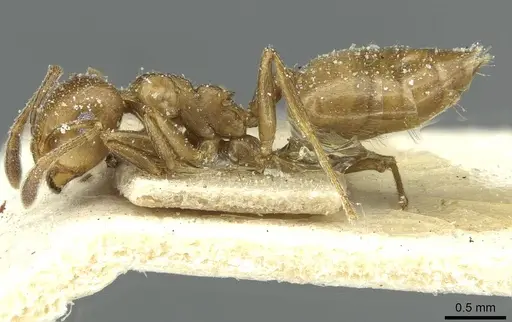 Crematogaster menilekii specimen CASENT0912701 image casent0912701_3