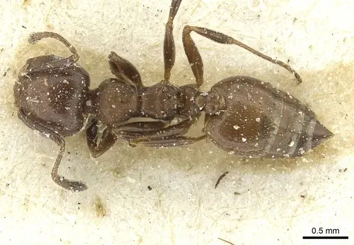 Crematogaster menilekii specimen CASENT0912702 image casent0912702_1