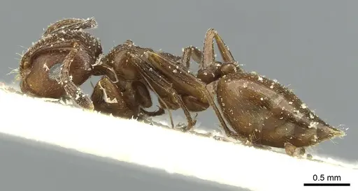Crematogaster menilekii specimen CASENT0912702 image casent0912702_3