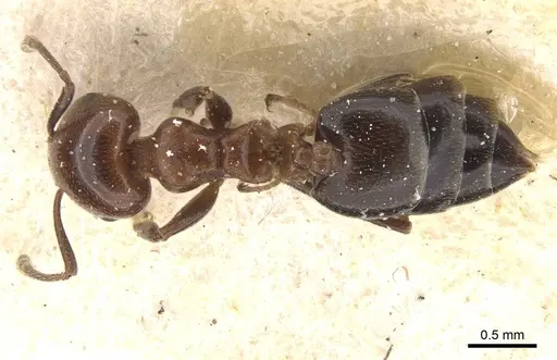 Crematogaster menilekii specimen CASENT0912703 image casent0912703_1
