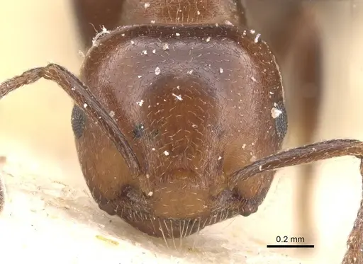 Crematogaster menilekii specimen CASENT0912703 image casent0912703_2