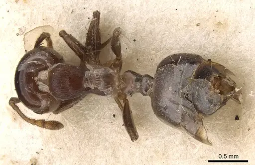 Crematogaster menilekii specimen CASENT0914298 image casent0914298_1
