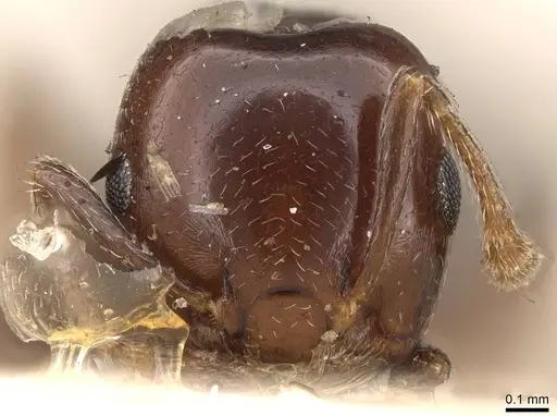 Crematogaster menilekii specimen CASENT0914298 image casent0914298_2