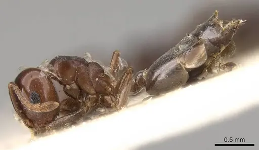 Crematogaster menilekii specimen CASENT0914298 image casent0914298_3