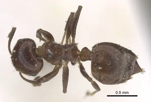 Crematogaster menilekii specimen CASENT0919672 image casent0919672_1
