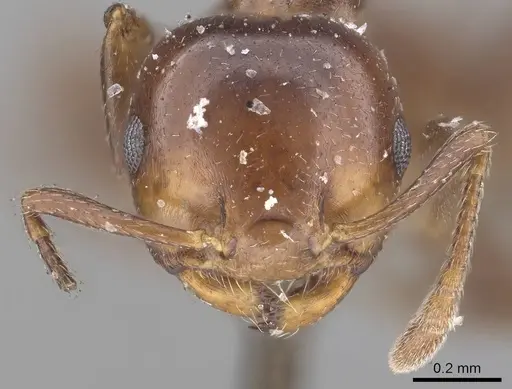 Crematogaster menilekii specimen CASENT0919672 image casent0919672_2