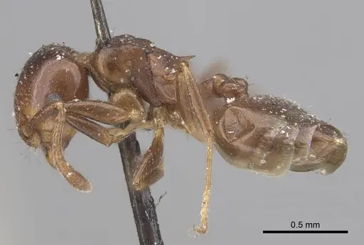 Crematogaster menilekii specimen CASENT0919672 image casent0919672_3