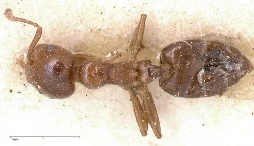 Crematogaster menilekii specimen FOCOL0484 image focol0484_1