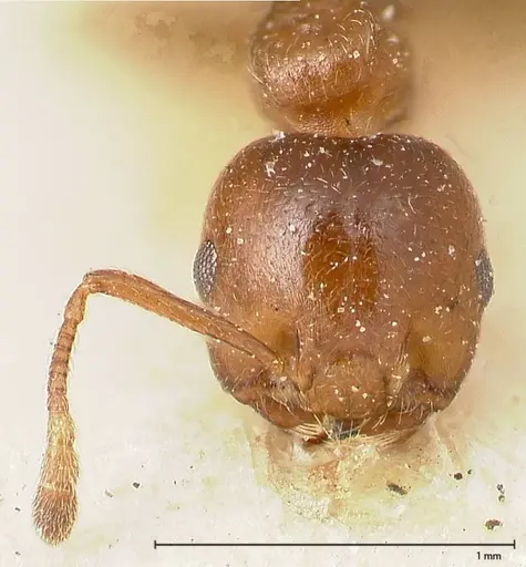 Crematogaster menilekii specimen FOCOL0484 image focol0484_2