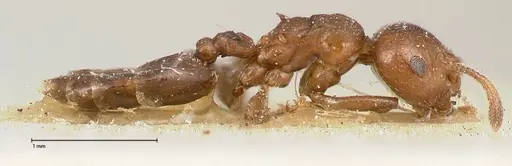 Crematogaster menilekii specimen FOCOL0484 image focol0484_4