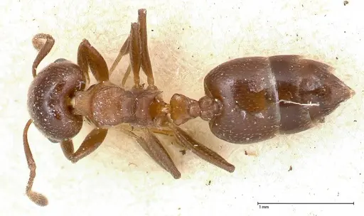 Crematogaster menilekii specimen FOCOL0485 image focol0485_1