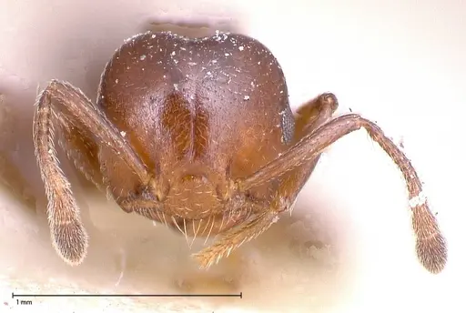 Crematogaster menilekii specimen FOCOL0485 image focol0485_2