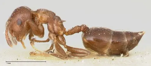 Crematogaster menilekii specimen FOCOL0485 image focol0485_3