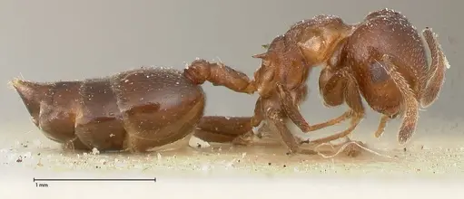 Crematogaster menilekii specimen FOCOL0485 image focol0485_4