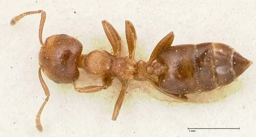 Crematogaster menilekii specimen FOCOL0488 image focol0488_1