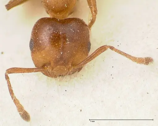 Crematogaster menilekii specimen FOCOL0488 image focol0488_2