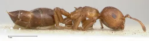 Crematogaster menilekii specimen FOCOL0488 image focol0488_4