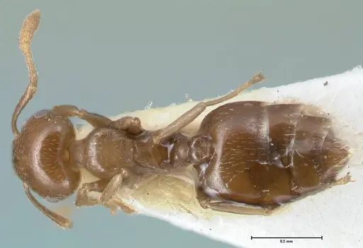 Crematogaster menilekii specimen FOCOL1496 image focol1496_1
