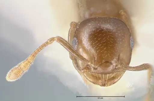 Crematogaster menilekii specimen FOCOL1496 image focol1496_2