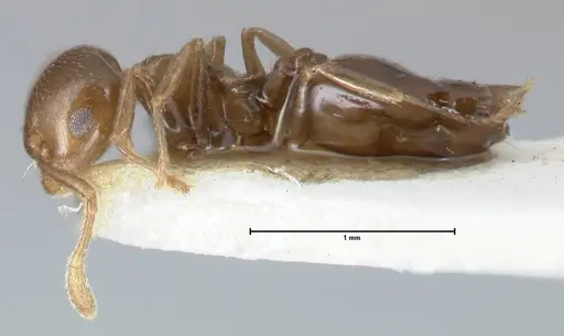 Crematogaster menilekii specimen FOCOL1496 image focol1496_3