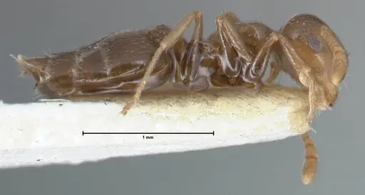 Crematogaster menilekii specimen FOCOL1496 image focol1496_4