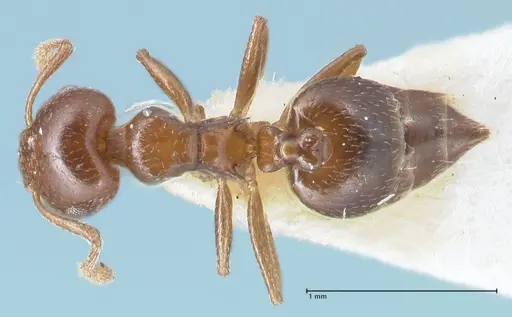 Crematogaster menilekii specimen FOCOL1497 image focol1497_1