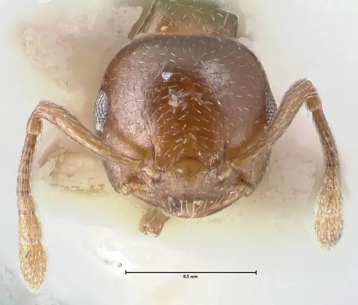 Crematogaster menilekii specimen FOCOL1497 image focol1497_2