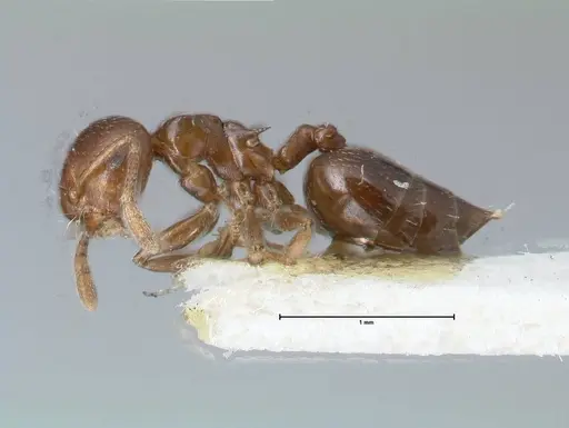Crematogaster menilekii specimen FOCOL1497 image focol1497_3