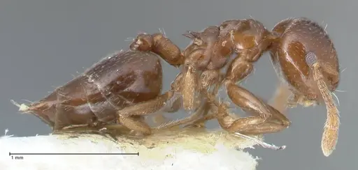Crematogaster menilekii specimen FOCOL1497 image focol1497_4