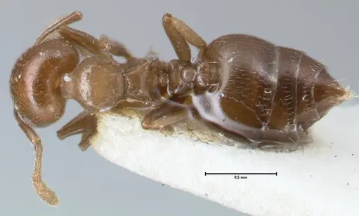 Crematogaster menilekii specimen FOCOL1498 image focol1498_1