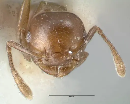 Crematogaster menilekii specimen FOCOL1498 image focol1498_2