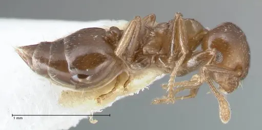 Crematogaster menilekii specimen FOCOL1498 image focol1498_3