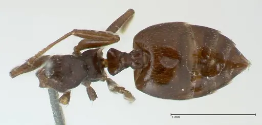 Crematogaster menilekii specimen FOCOL1781 image focol1781_1