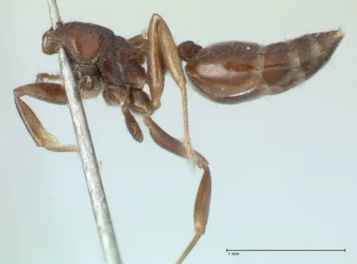 Crematogaster menilekii specimen FOCOL1781 image focol1781_2