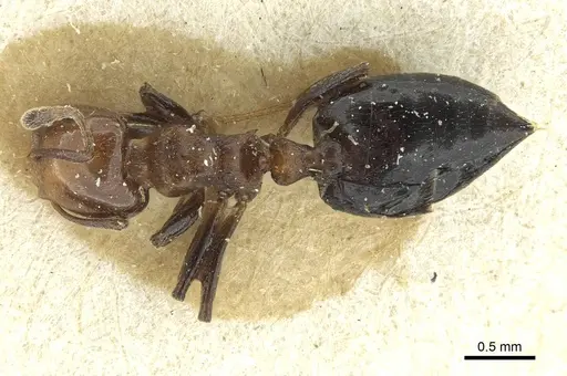 Crematogaster menilekii specimen RMCAENT000017762 image rmcaent000017762_1