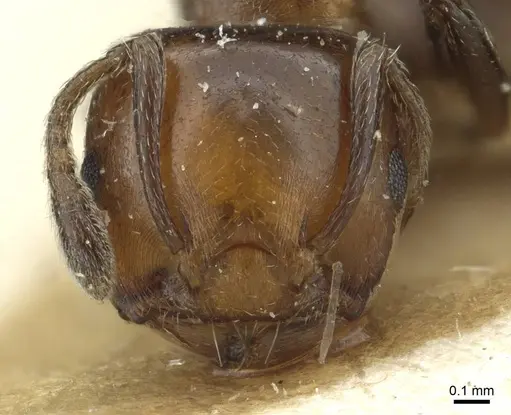 Crematogaster menilekii specimen RMCAENT000017762 image rmcaent000017762_2
