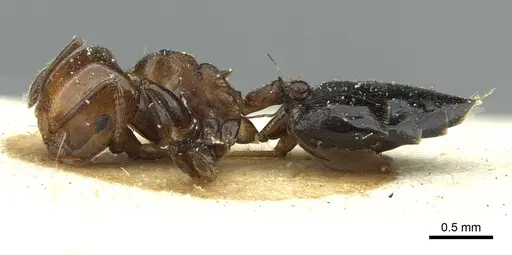 Crematogaster menilekii specimen RMCAENT000017762 image rmcaent000017762_3